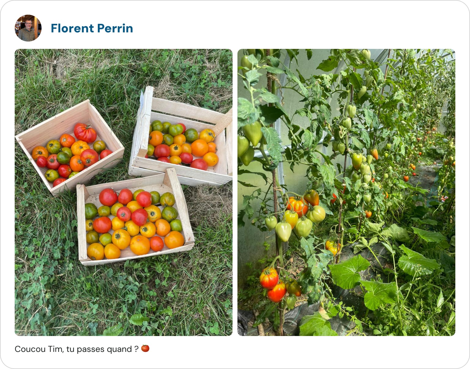 Tomates et potager du restaurant producteur Le Toi du Monde